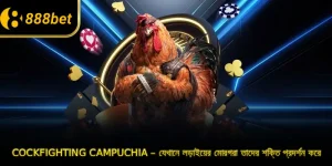ক্যাম্পুচিয়া মোরগ লড়াই – যেখানে লড়াইয়ের মোরগরা তাদের শক্তি প্রদর্শন করে