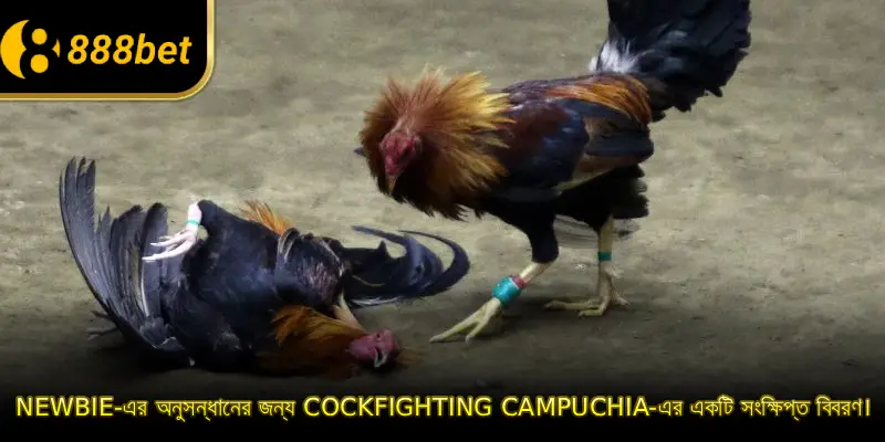 Newbie-এর অনুসন্ধানের জন্য Cockfighting Campuchia-এর একটি সংক্ষিপ্ত বিবরণ।