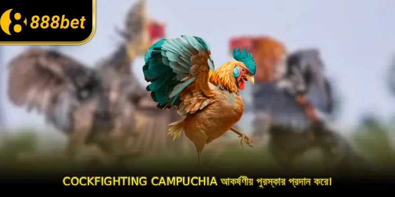 Cockfighting Campuchia আকর্ষণীয় পুরস্কার প্রদান করে।