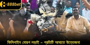 ফিলিপাইন মোরগ লড়াই – প্রতিটি আঘাতে উত্তেজনা