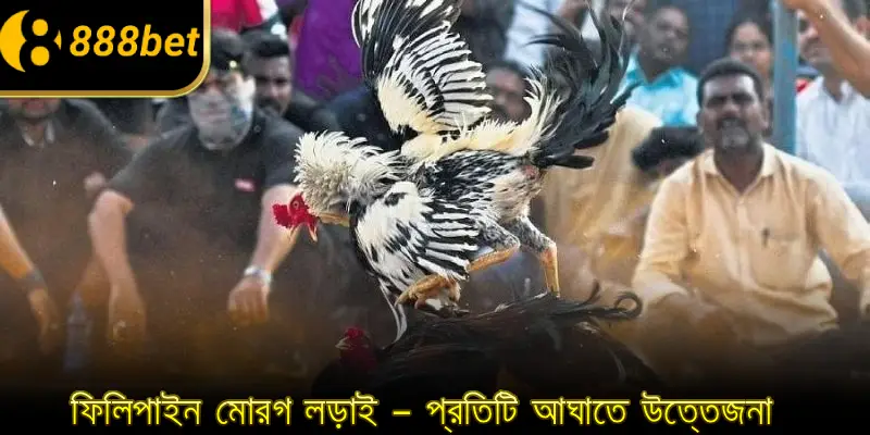 ফিলিপাইন মোরগ লড়াই – প্রতিটি আঘাতে উত্তেজনা