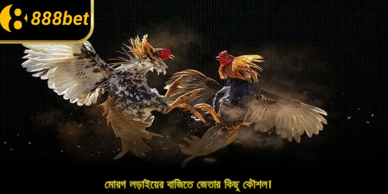 মোরগ লড়াইয়ের বাজিতে জেতার কিছু কৌশল।
