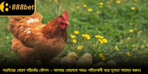লড়াইয়ের মোরগ পরিচর্যার কৌশল – আপনার মোরগকে আরও শক্তিশালী করে তুলতে সাহায্য করুন।