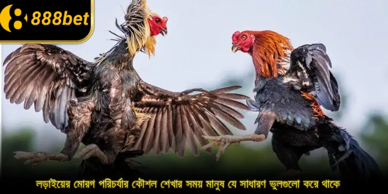 লড়াইয়ের মোরগ পরিচর্যার কৌশল শেখার সময় মানুষ যে সাধারণ ভুলগুলো করে থাকে