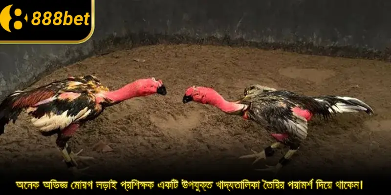 অনেক অভিজ্ঞ মোরগ লড়াই প্রশিক্ষক একটি উপযুক্ত খাদ্যতালিকা তৈরির পরামর্শ দিয়ে থাকেন।